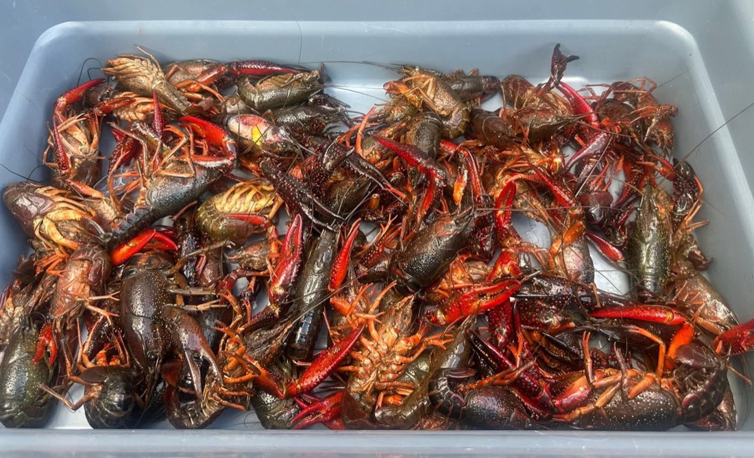Crawfish, shrimp, corn, potatoes, sausage, and citrus spread across a covered table